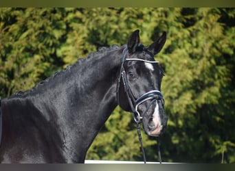 Oldenburg, Gelding, 5 years, 17,1 hh, Black
