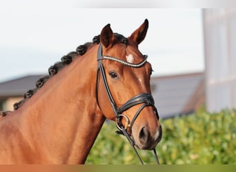 Oldenburg, Gelding, 5 years, 17,1 hh, Brown