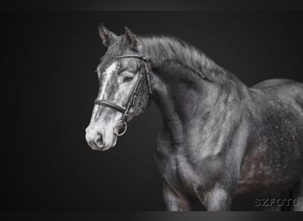 Oldenburg, Gelding, 5 years, 17,1 hh, Grey