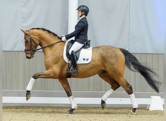 Oldenburg, Gelding, 5 years, Brown