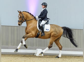 Oldenburg, Gelding, 5 years, Brown