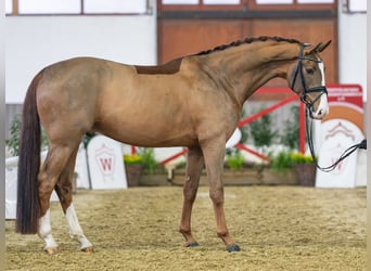 Oldenburg, Gelding, 5 years, Chestnut