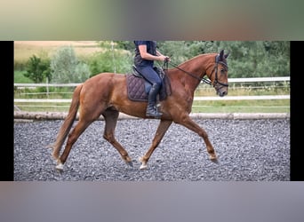 Oldenburg, Gelding, 5 years, Chestnut-Red