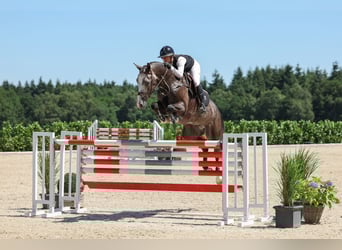 Oldenburg, Gelding, 5 years, Grey