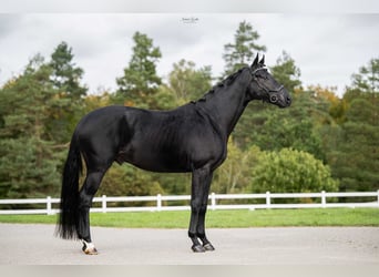 Oldenburg, Gelding, 5 years, Smoky-Black