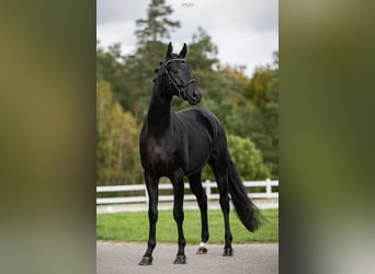 Oldenburg, Gelding, 5 years, Smoky-Black