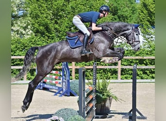 Oldenburg, Gelding, 5 years, White