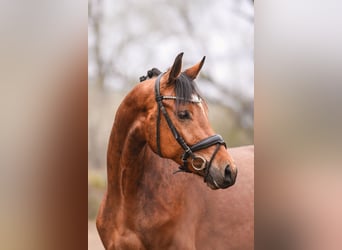 Oldenburg, Gelding, 6 years, 15.2 hh, Brown