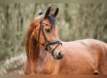 Oldenburg, Gelding, 6 years, 15.2 hh, Brown