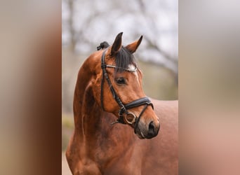 Oldenburg, Gelding, 6 years, 15.2 hh, Brown