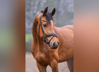 Oldenburg, Gelding, 6 years, 15.2 hh, Brown
