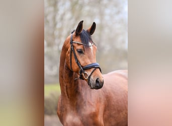 Oldenburg, Gelding, 6 years, 15.2 hh, Brown