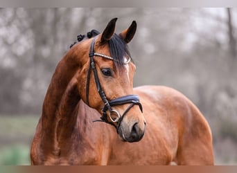 Oldenburg, Gelding, 6 years, 15.2 hh, Brown