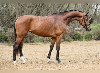 Oldenburg, Gelding, 6 years, 15.2 hh, Brown