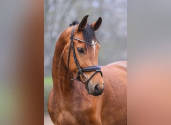 Oldenburg, Gelding, 6 years, 15.2 hh, Brown