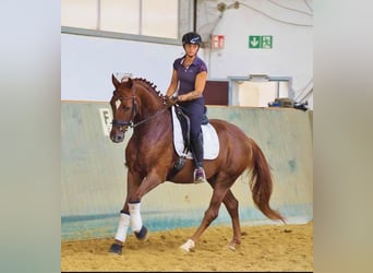 Oldenburg, Gelding, 6 years, 15,2 hh, Chestnut-Red