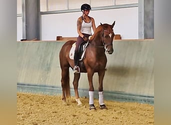 Oldenburg, Gelding, 6 years, 15,2 hh, Chestnut-Red