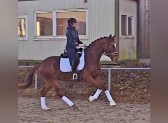 Oldenburg, Gelding, 6 years, 15,2 hh, Chestnut-Red