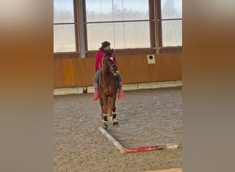 Oldenburg, Gelding, 6 years, 15,2 hh, Chestnut-Red