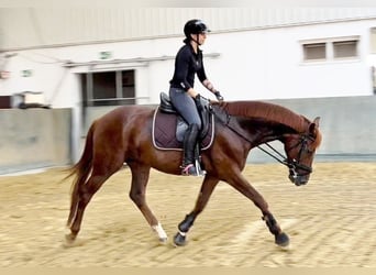 Oldenburg, Gelding, 6 years, 15,2 hh, Chestnut-Red