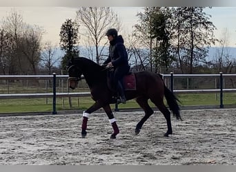 Oldenburg, Gelding, 6 years, 15.3 hh, Bay-Dark