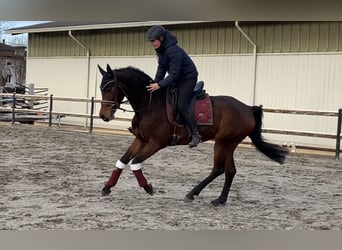 Oldenburg, Gelding, 6 years, 15,2 hh, Brown