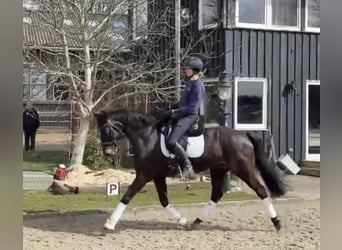 Oldenburg, Gelding, 6 years, 16.1 hh, Black
