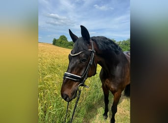 Oldenburg, Gelding, 6 years, 16.1 hh, Brown