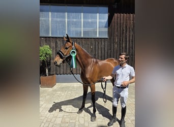 Oldenburg, Gelding, 6 years, 16.1 hh, Brown