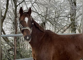 Oldenburg, Gelding, 6 years, 16,1 hh, Chestnut