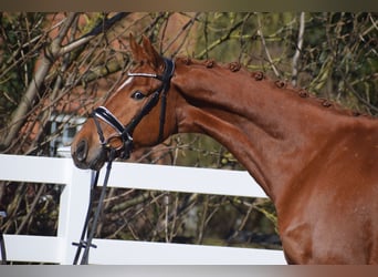 Oldenburg, Gelding, 6 years, 16.1 hh, Chestnut-Red