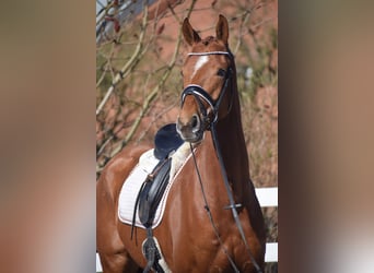Oldenburg, Gelding, 6 years, 16.1 hh, Chestnut-Red
