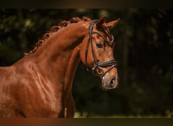 Oldenburg, Gelding, 6 years, 16.1 hh, Chestnut-Red