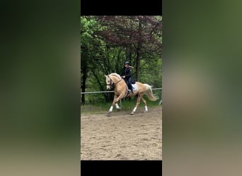 Oldenburg, Gelding, 6 years, 16.1 hh, Palomino