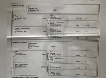 Oldenburg, Gelding, 6 years, 16.1 hh Oldenburg, Gelding, 6 years, 16.1 hh