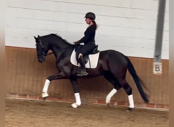 Oldenburg, Gelding, 6 years, 16.1 hh, Smoky-Black