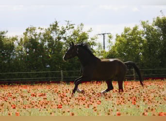 Oldenburg, Gelding, 6 years, 16.2 hh, Bay-Dark