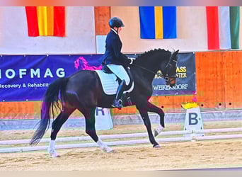 Oldenburg, Gelding, 6 years, 16.2 hh, Bay-Dark