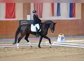 Oldenburg, Gelding, 6 years, 16.2 hh, Bay-Dark
