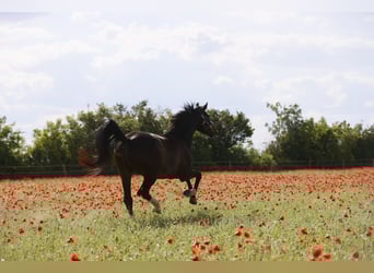 Oldenburg, Gelding, 6 years, 16.2 hh, Bay-Dark