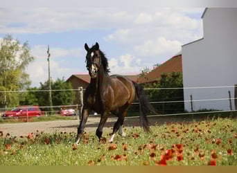 Oldenburg, Gelding, 6 years, 16.2 hh, Bay-Dark