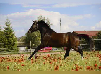 Oldenburg, Gelding, 6 years, 16.2 hh, Bay-Dark