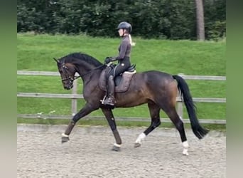 Oldenburg, Gelding, 6 years, 16.2 hh, Bay-Dark
