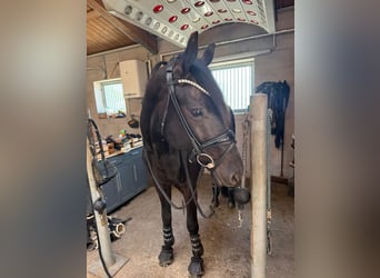 Oldenburg, Gelding, 6 years, 16.2 hh, Black