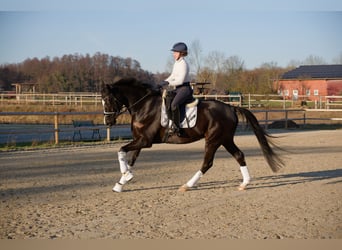 Oldenburg, Gelding, 6 years, 16.2 hh, Black
