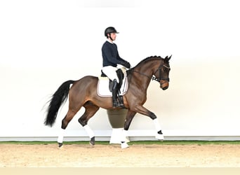 Oldenburg, Gelding, 6 years, 16.2 hh, Brown