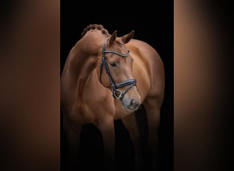 Oldenburg, Gelding, 6 years, 16,2 hh, Chestnut