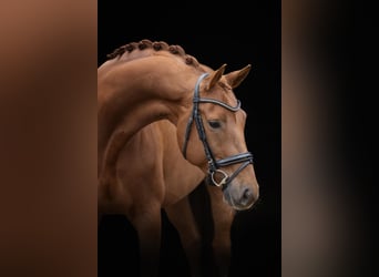 Oldenburg, Gelding, 6 years, 16,2 hh, Chestnut