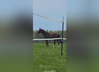 Oldenburg, Gelding, 6 years, 16.2 hh, Chestnut