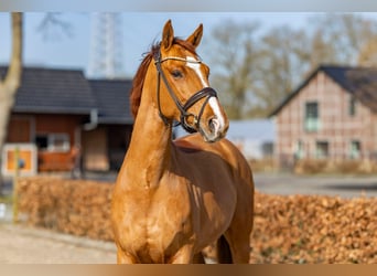Oldenburg, Gelding, 6 years, 16.2 hh, Chestnut-Red